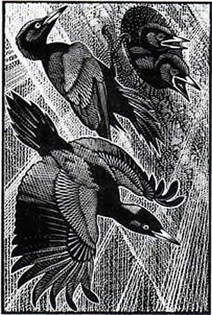 Black Woodpeckers